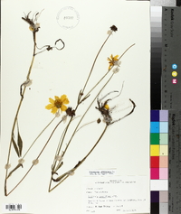 Coreopsis lanceolata image