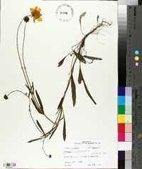 Coreopsis lanceolata image