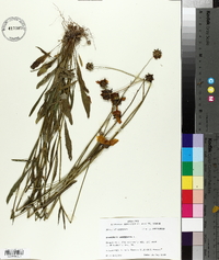 Coreopsis lanceolata image