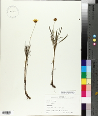 Coreopsis lanceolata image