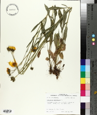 Coreopsis lanceolata image