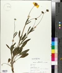 Coreopsis lanceolata image