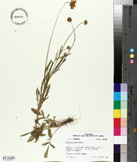 Coreopsis lanceolata image