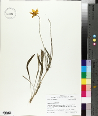 Coreopsis lanceolata image