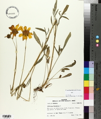 Coreopsis lanceolata image