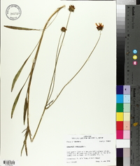 Coreopsis lanceolata image