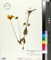 Coreopsis intermedia image