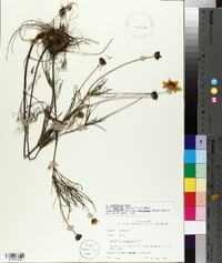 Coreopsis grandiflora image