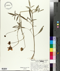 Coreopsis grandiflora var. pilosa image