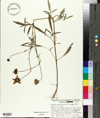 Coreopsis grandiflora image