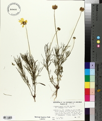 Coreopsis grandiflora var. harveyana image