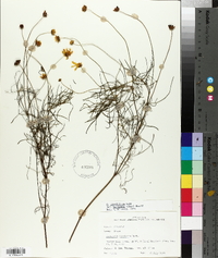 Coreopsis grandiflora var. harveyana image