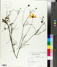 Coreopsis grandiflora image