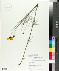 Coreopsis grandiflora image