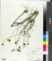 Coreopsis grandiflora var. harveyana image