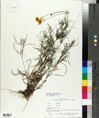 Coreopsis grandiflora image