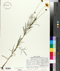 Coreopsis grandiflora image