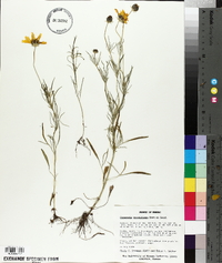 Coreopsis grandiflora image