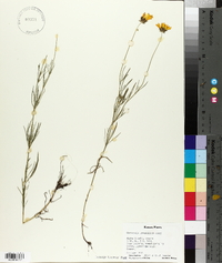 Coreopsis grandiflora image