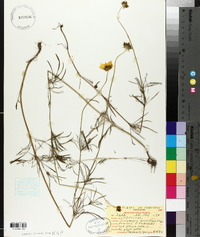 Coreopsis grandiflora image