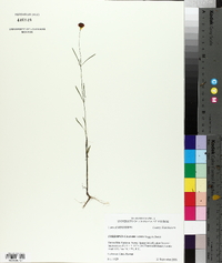 Coreopsis grandiflora image