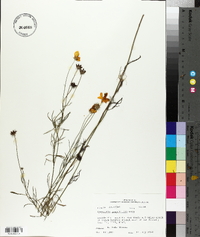 Coreopsis grandiflora image