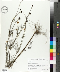 Coreopsis grandiflora image