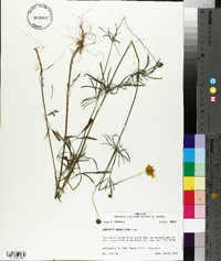 Coreopsis grandiflora image