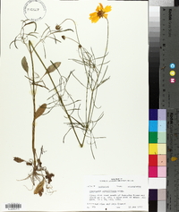 Coreopsis grandiflora image