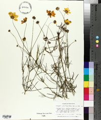 Coreopsis grandiflora image