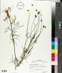 Coreopsis grandiflora image