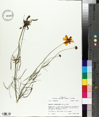 Coreopsis grandiflora image