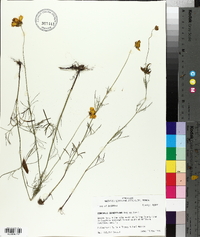 Coreopsis grandiflora image