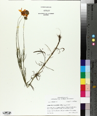 Coreopsis grandiflora image