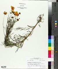 Coreopsis grandiflora image