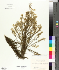 Conyza canadensis var. canadensis image