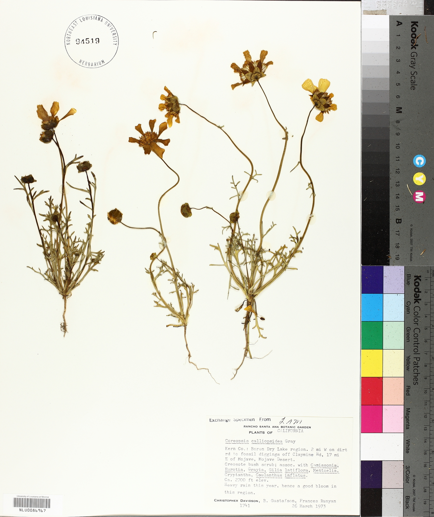 Coreopsis calliopsidea image