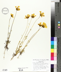 Coreopsis calliopsidea image