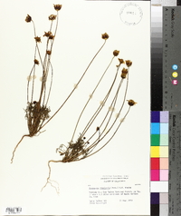 Coreopsis bigelovii image