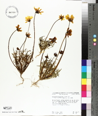 Coreopsis bigelovii image