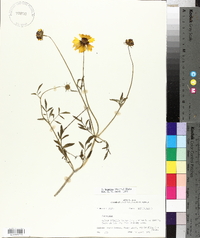 Coreopsis basalis image