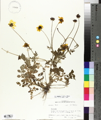 Coreopsis basalis image