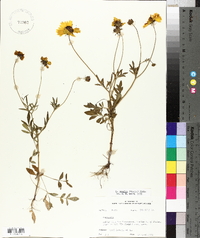 Coreopsis basalis image