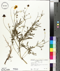 Coreopsis basalis image