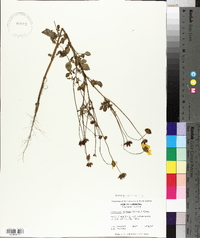 Coreopsis basalis image