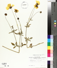 Coreopsis basalis image