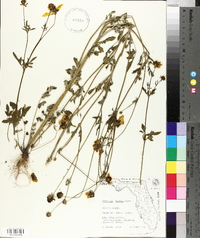 Coreopsis basalis image