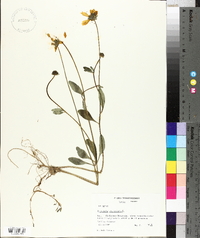 Coreopsis auriculata image