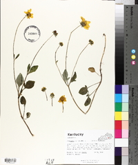 Coreopsis auriculata image