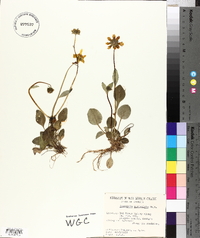 Coreopsis auriculata image